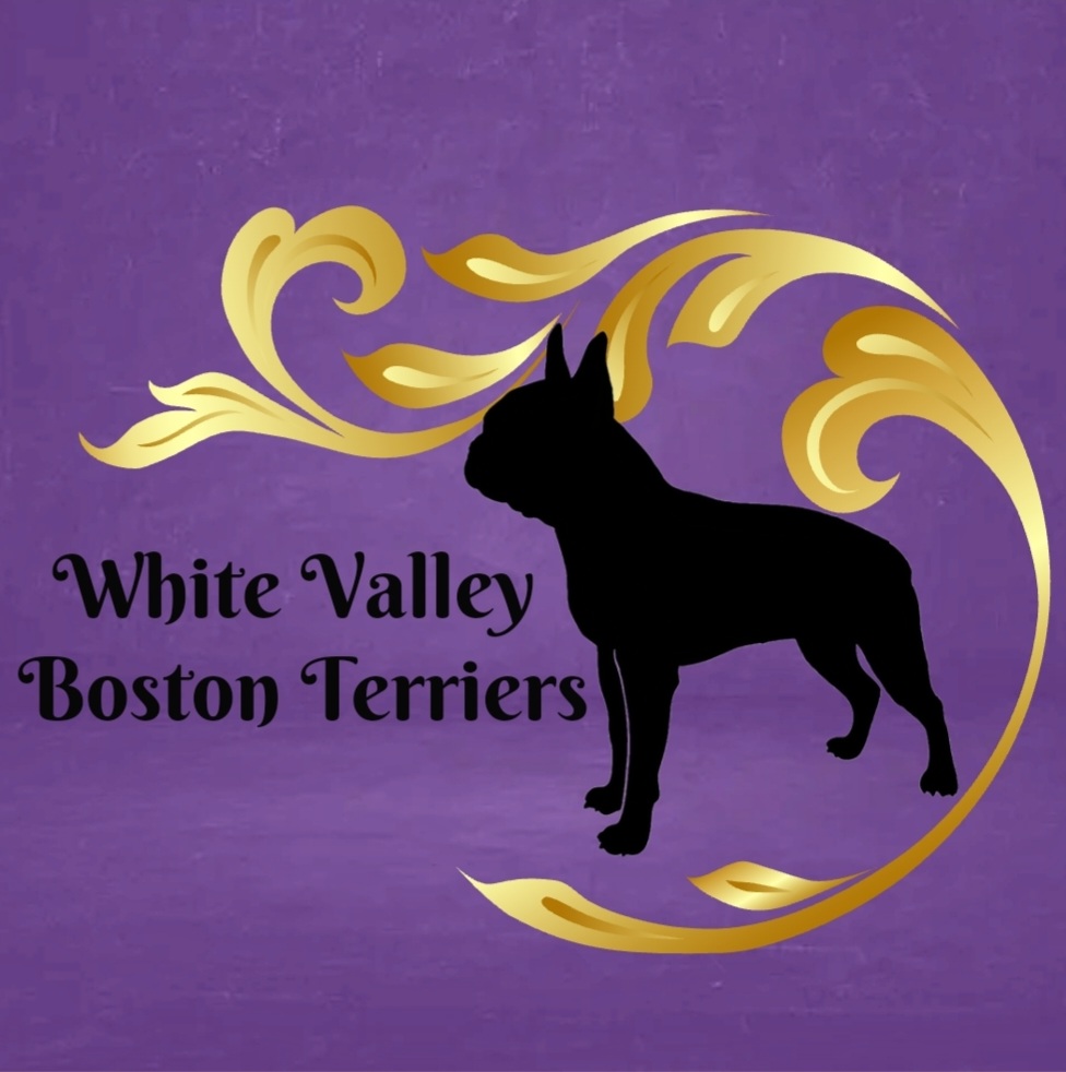 White Valley Boston Terriers