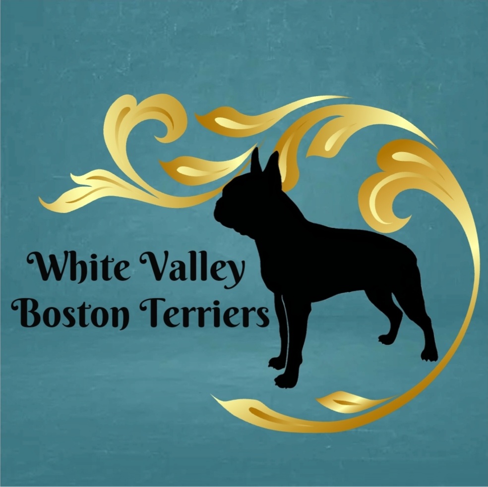 White Valley Boston Terriers