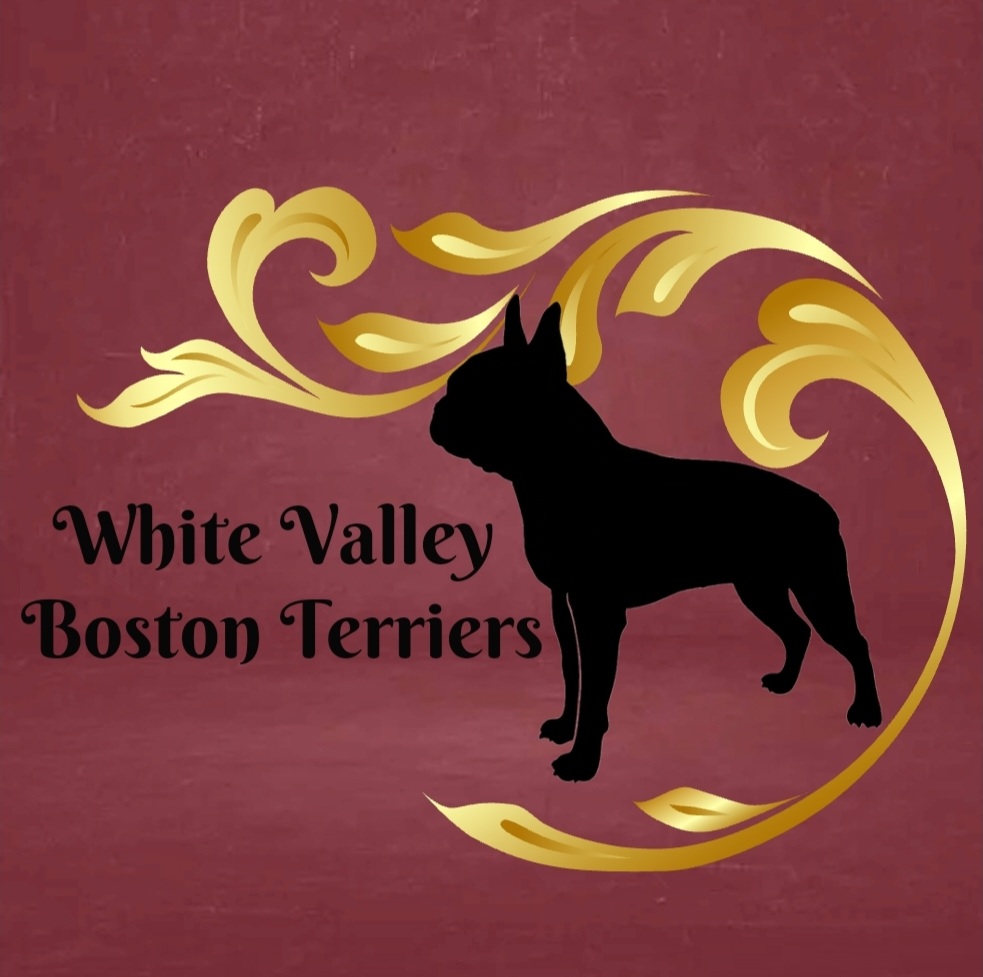 White Valley Boston Terriers