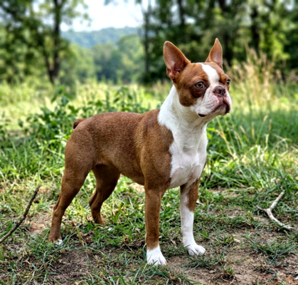 White Valley's That Girl is on Fire (Bríd (aka: Bubbles)